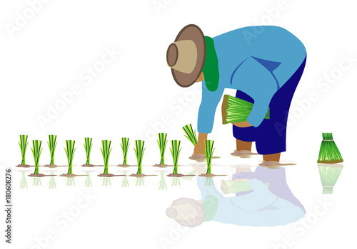 farmer transplant rice seeding vector design