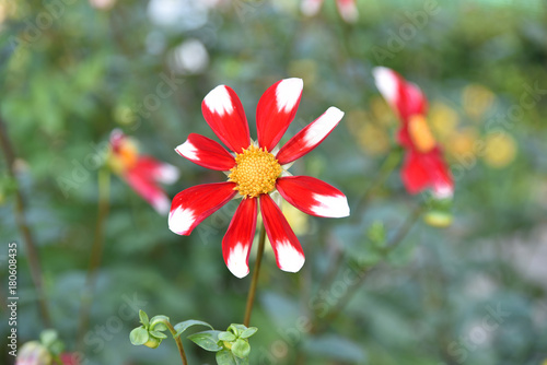 Fototapeta Naklejka Na Ścianę i Meble -  Dahlia rouge et blanc en été au jardin