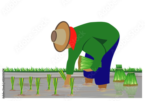farmer transplant rice seeding vector design