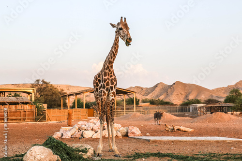 Giraffe in safari Park