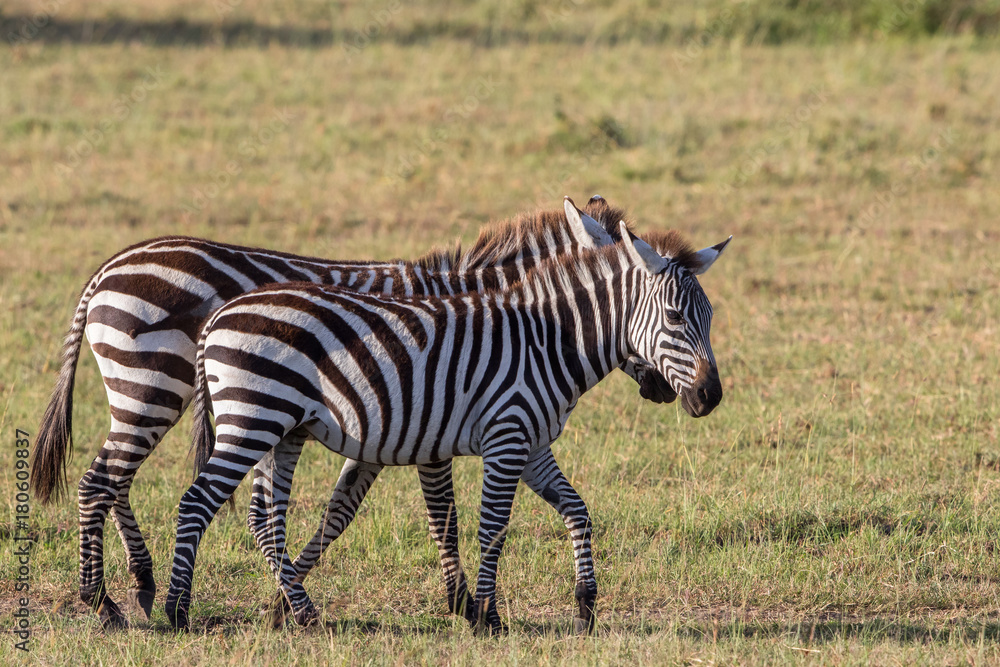 Naklejka premium Two zebras that walk on the savannah in Africa