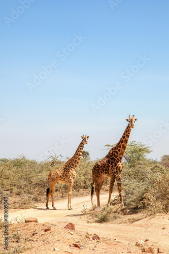 Two giraffes at a dirt road in Africa