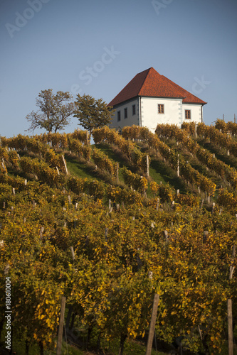 Slovenia, vigneti a Murska Sobota,in autunni. photo