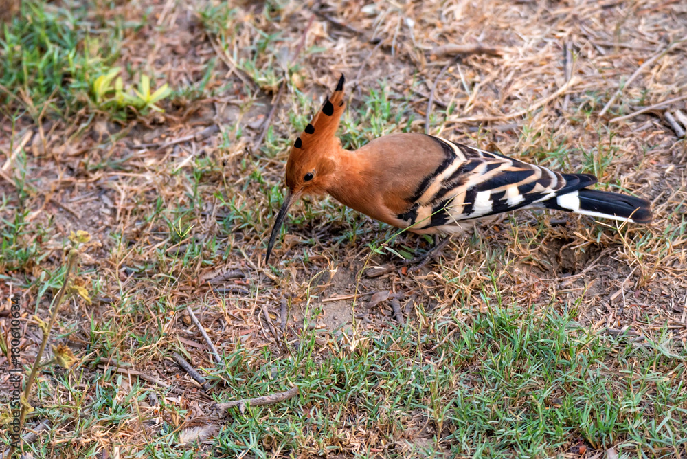 Common hoopoe or Upupa epops in India Common hoopoe or Upupa epops in India