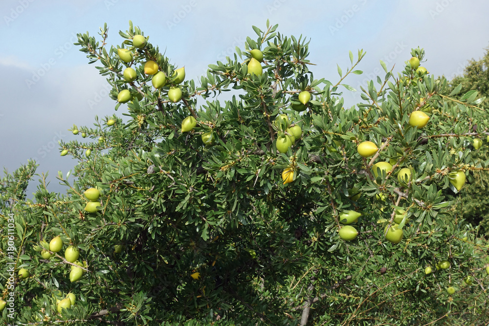 Noch unreife Argannüsse am Baum, Südmarokko Noch unreife Argannüsse am Baum, Südmarokko