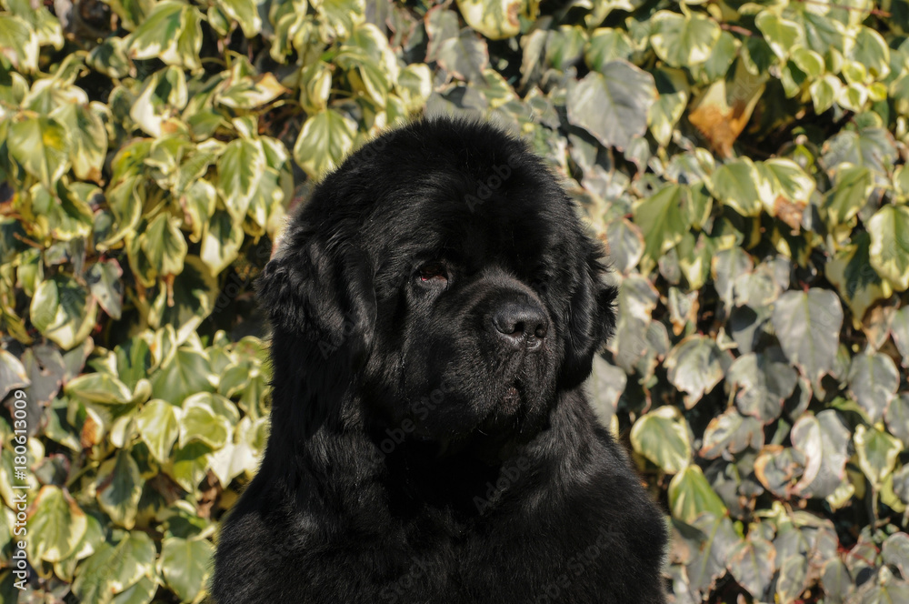 Portrait of purebred newfoundland dog Portrait of purebred newfoundland dog