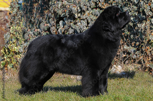  Portrait of purebred newfoundland dog