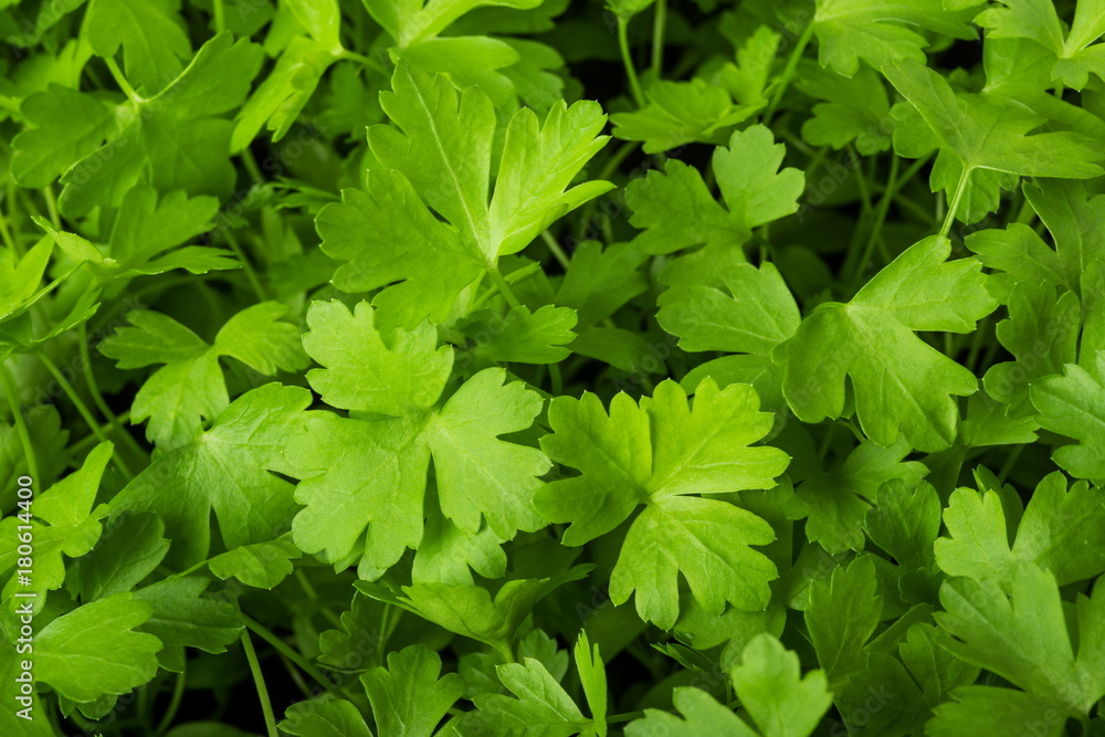 Green fresh Parsley Green fresh Parsley
