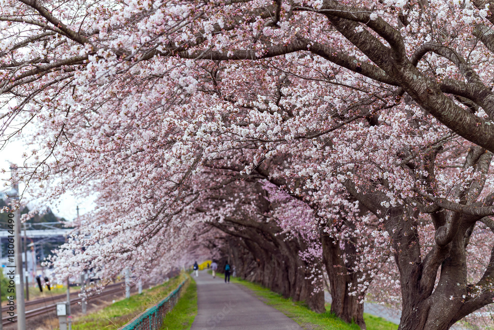Sakura tunnel and walkway with japanese  cherry blossom blooming at Hitome Senbon beside Shiroishi Riverside. Miyagi, Japan