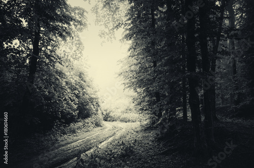 road in forest on rainy day