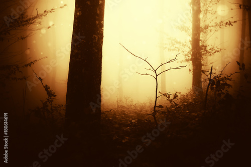 autumn sunrise in dark forest