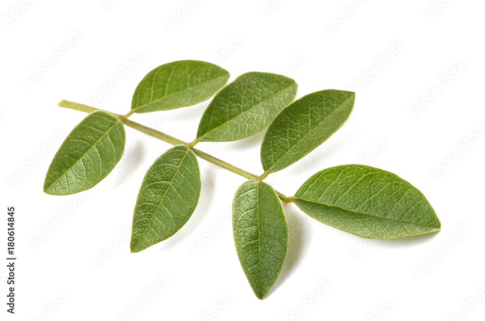 Fresh licorice branch Fresh licorice branch