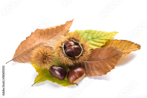 Fresh sweet chestnuts