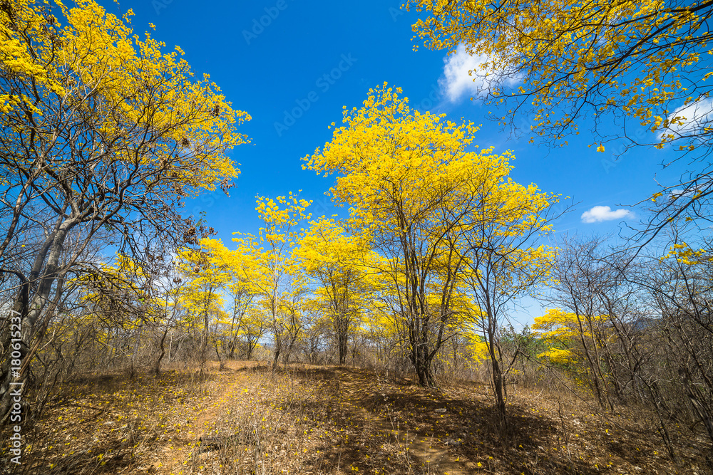 Fototapeta premium Trees of guayacán