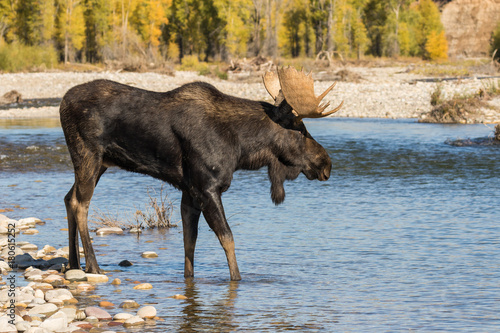 Bull Shiras Moose Crossing a River During the Rut