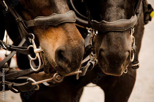 Close up portrait of two beautiful thoroughbred brown horses