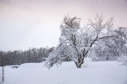 Snow-covered tree on a hill