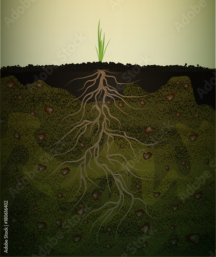 strong root in soil, small green plant with long root, strong root idea,