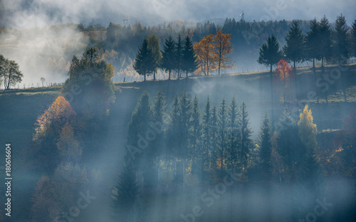 trees of autumn in fog light photo