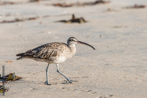 Whimbrel Bird close up Walking on the Beach © Gail