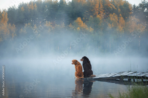 Photography Nova Scotia duck tolling Retriever and Australian shepherd dog on a wooden pier