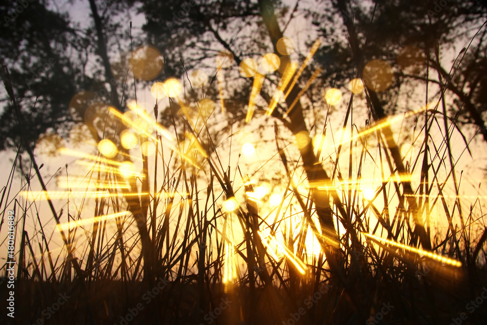 Obraz premium blurred abstract photo of light burst among trees and glitter bokeh lights. filtered image and textured