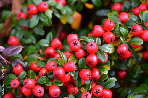 coloneaster horizontalis fruits photo