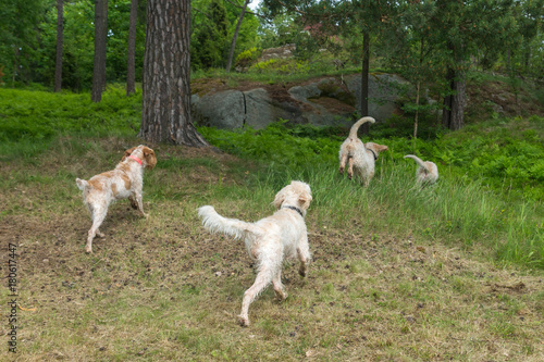 Young white wire-haired spinone italiano breed dogs running in the forest in Southern Finland