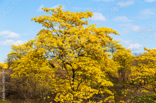 Fototapeta Naklejka Na Ścianę i Meble -  Trees of guayacán