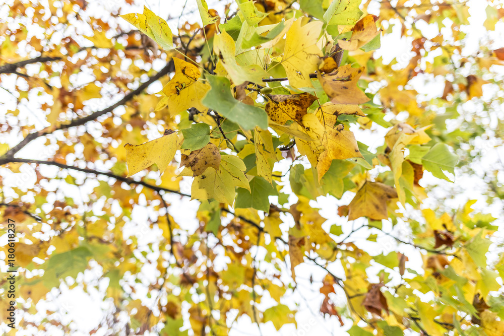 Obraz premium Green and yellow leaves on a tree branch in an autumn forest scene