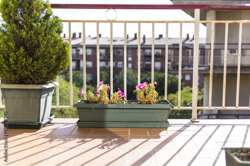 Fototapeta Naklejka Na Ścianę i Meble -  Geranium flowers growing on a house terrace