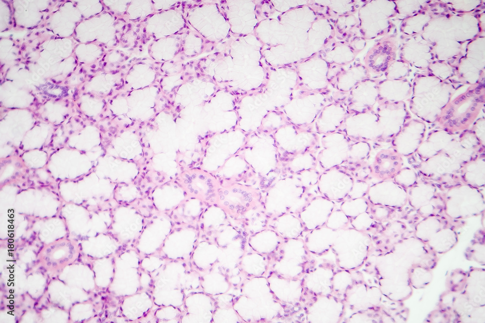 Glandular epithelium, micrograph of submandibular salivary gland