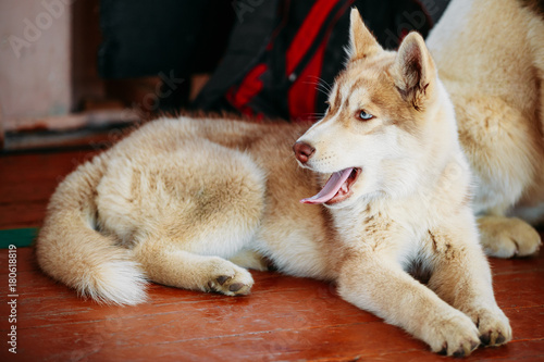Young White And Red Husky Puppy Eskimo Dog