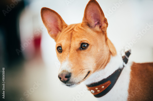 Fototapeta Naklejka Na Ścianę i Meble -  Close Up Basenji Kongo Terrier Dog