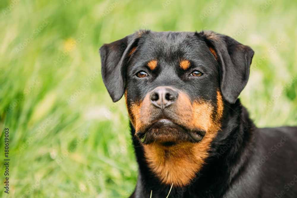 Young Black Rottweiler Metzgerhund Puppy Dog Play In Green Grass Young Black Rottweiler Metzgerhund Puppy Dog Play In Green Grass