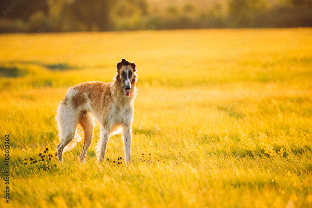 Russian Dog, Borzoi In Summer Meadow Or Field At Sunset Russian Dog, Borzoi In Summer Meadow Or Field At Sunset