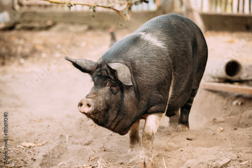 Household Large Black Pig In Farm. Pig Farming Is Raising And Breeding
