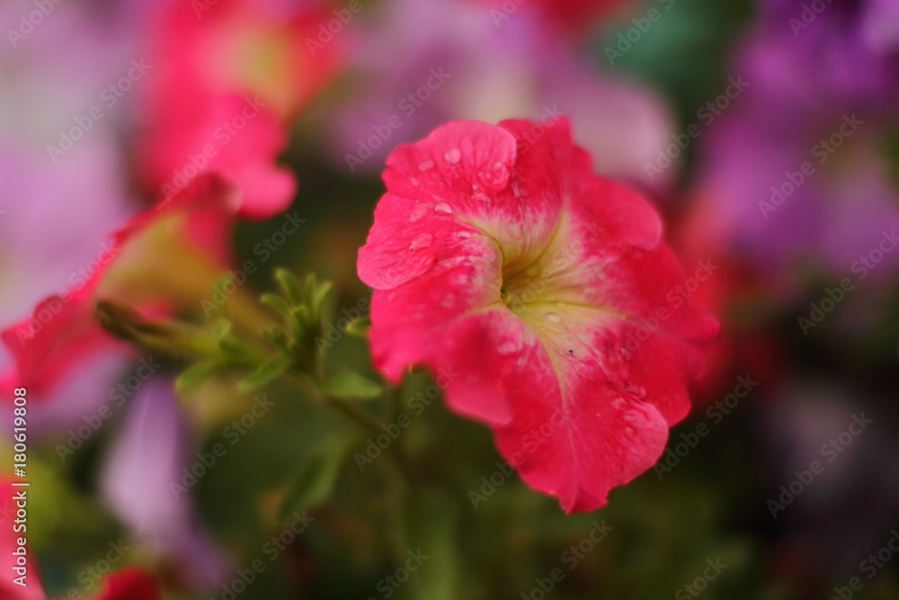 nature, flowers, journey, field, insects, forest, still life, road, river, landscape, clouds, sky, storm, rain, sunset, sun, night nature, flowers, journey, field, insects, forest, still life, road, river, landscape, clouds, sky, storm, rain, sunset, sun, night