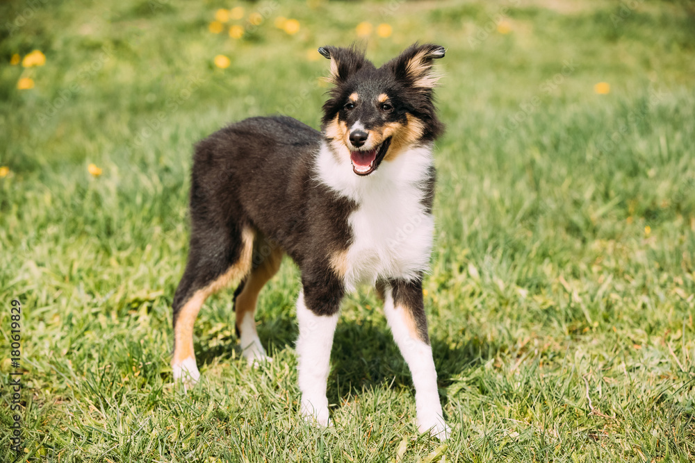 Young Happy Smiling Shetland Sheepdog Sheltie Puppy Playing Outdoor