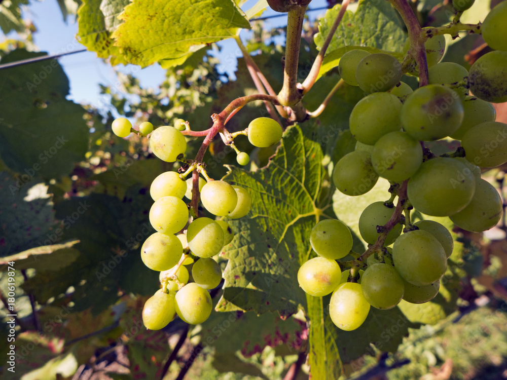 In einem Weinberg bei Miltenberg in Bayern