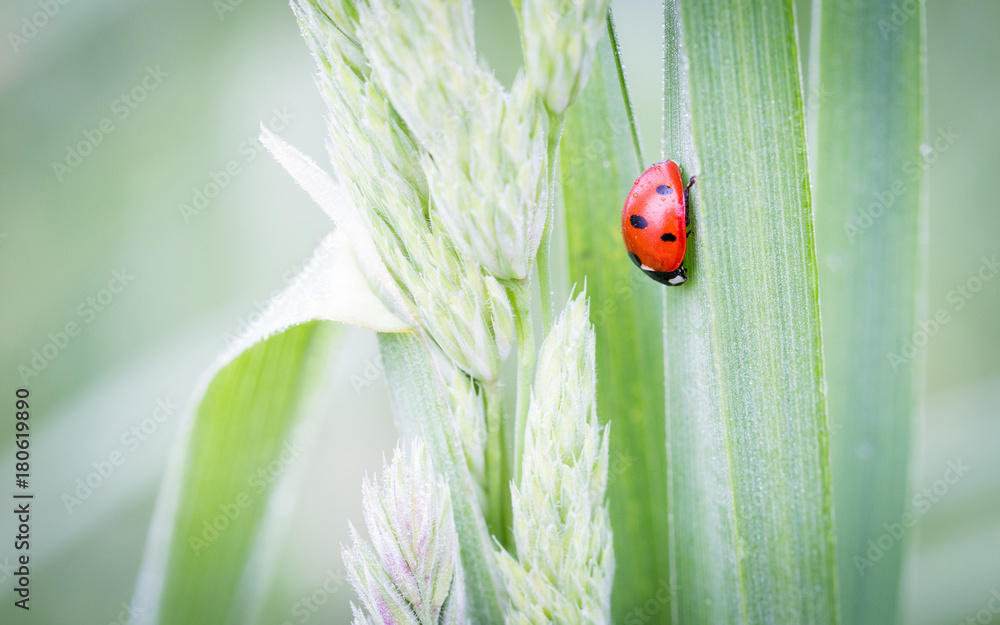 Ladybug at fresh gras