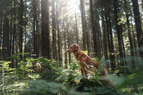 Dog Nova Scotia duck tolling Retriever standing on stone in the forest
