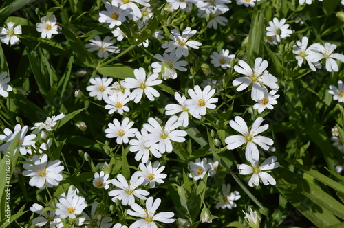 Белые цветы на зеленой траве White flowers on green grass 