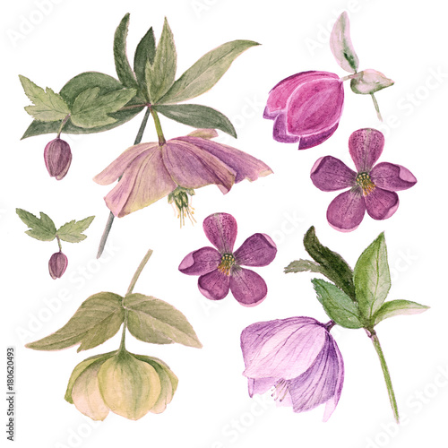 Set of watercolor botanical illustration of hellebores isolated on white background in rose filter © Shanserika