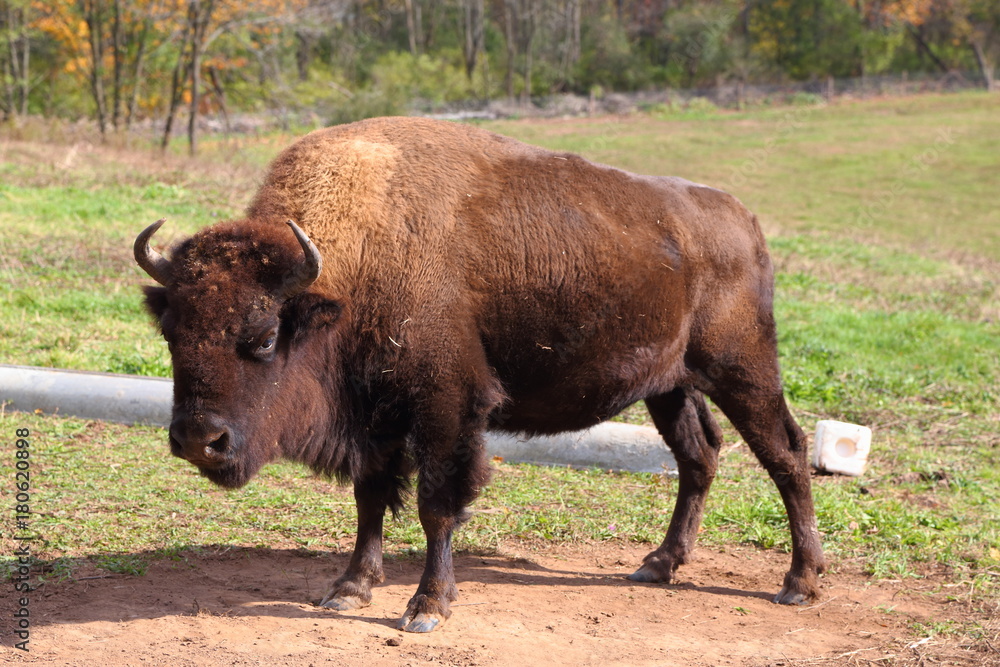 Bison standing alone
