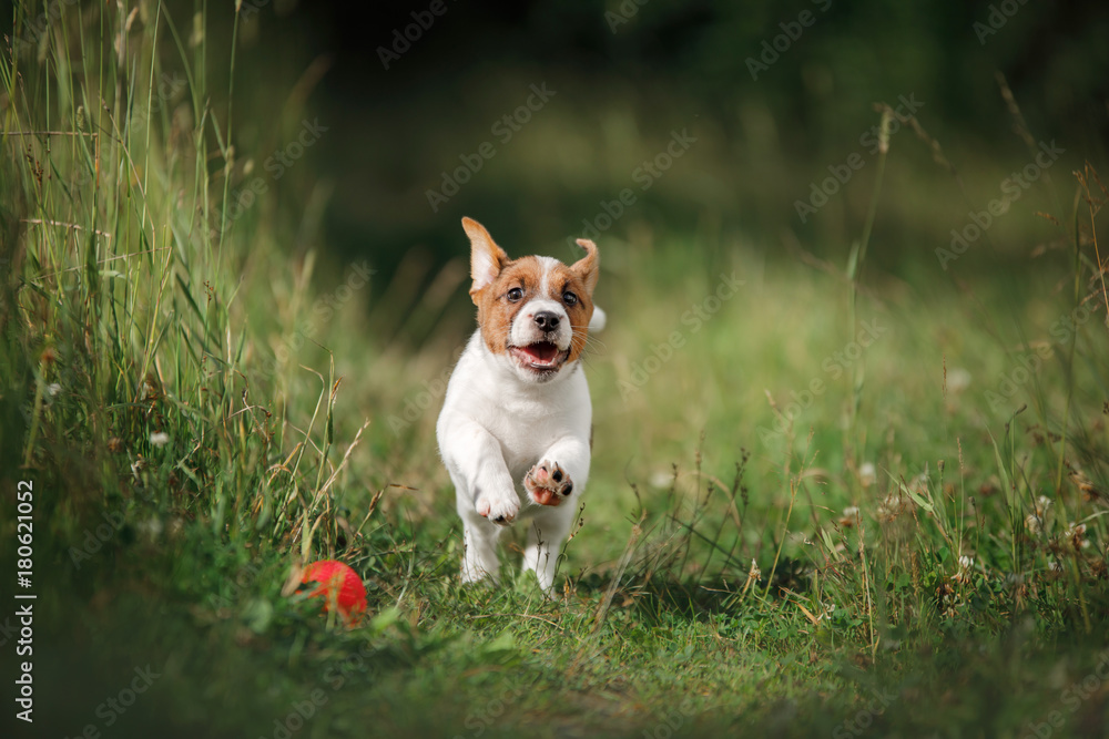 Puppy Jack Russell Terrier running on the grass