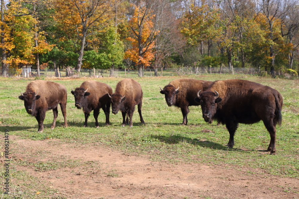 Group of Bison