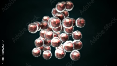 3D CG animation of dividing cell (B)