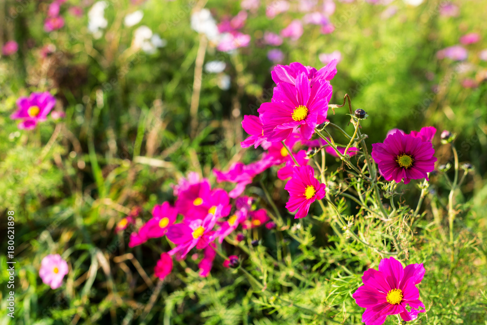 astères en fleur