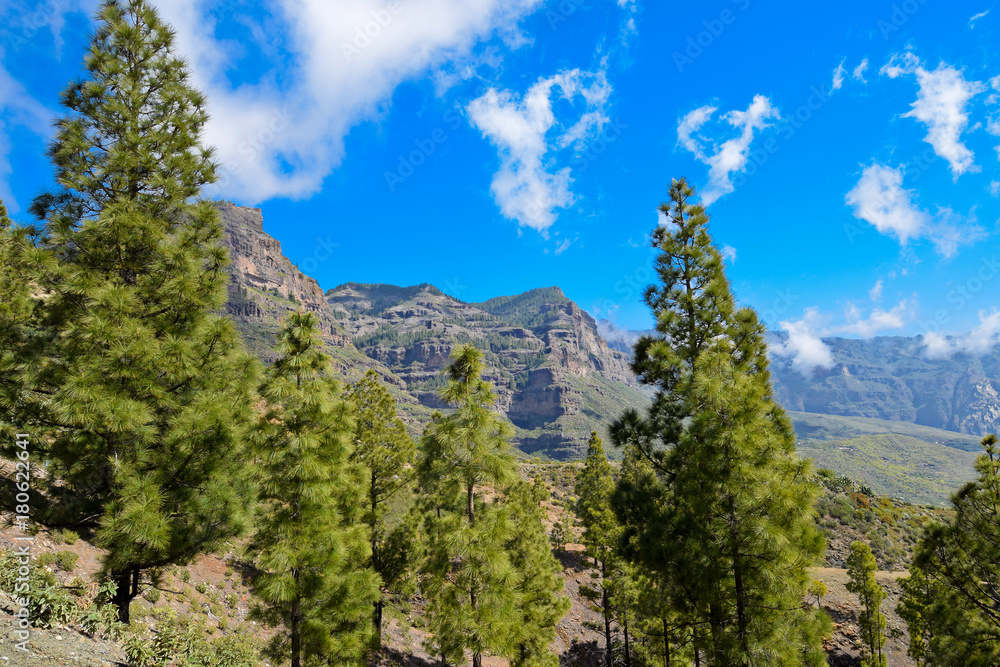 Mountain view with trees in Gran Canaria. Mountain view with trees in Gran Canaria.